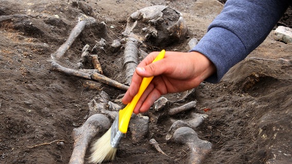 Ein Archeologe bei der Ausgrabung eines Skeletts © ZUMAPRESS.com | Impact Press Group 