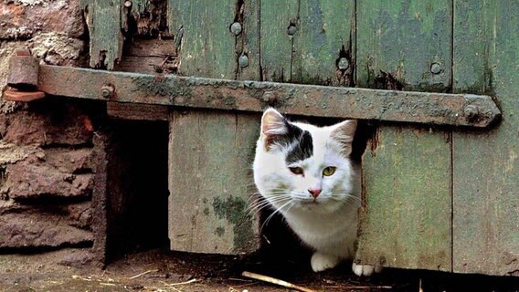 Neugierig schaut eine Katze durch eine Öffnung in einer Stalltür.  Foto: Ulrich Perrey