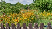 ein Garten mit hohen Blumenstauden, vorwiegend gelber Blüten. Auch üppig grüne Bäume sind zu sehen. Versteckt hinter all dem Grün deuten sich zwei Lauben an. © IMAGO / blickwinkel 
