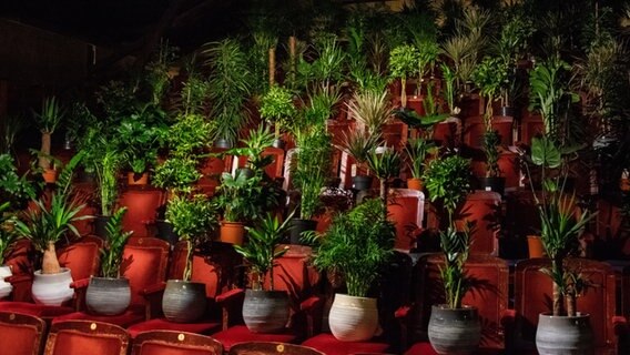 Auf den Stühlen des Saals im Theater Laboratorium Oldenburg stehen Topfpflanzen. © picture alliance / CHROMORANGE | Fabian Steffens 
