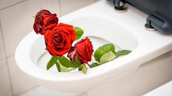 Ein Strauß Rosen in einer Toilettenschüssel © picture alliance / CHROMORANGE | Michael Bihlmayer 