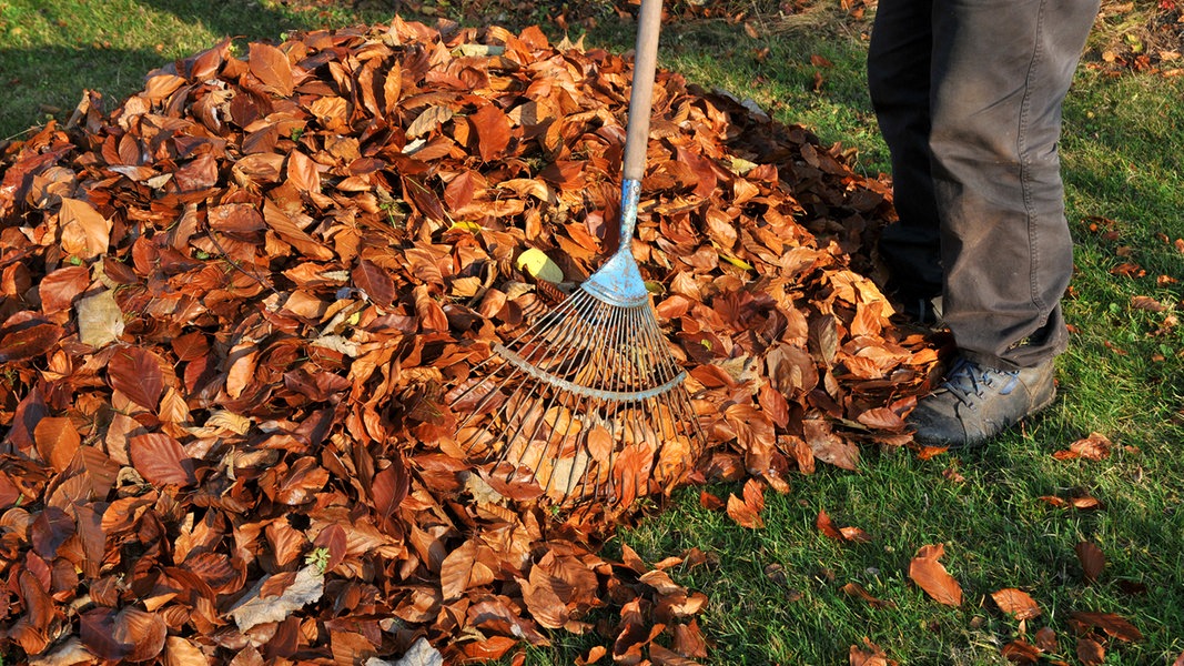 Mit Laub Mulchen Und Pflanzen Vor Frost Schutzen Ndr De Ratgeber Garten