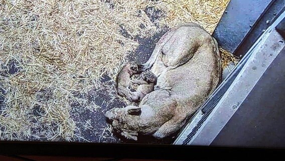 Die neugeborenen Löwen-Babys mit ihrer Mutter. © ndr Foto: Christoph Loose