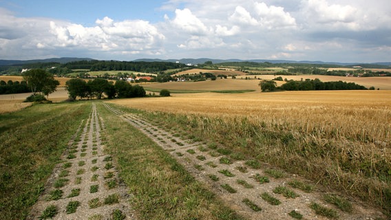 Klettenberg am Harz: Nur noch der Kolonnenweg erinnert an die ehemalige innerdeutsche Grenze. © Martin Schutt dpa/lth/lni Foto: Martin Schutt dpa/lth/lni