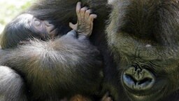 Gorillababy mit seiner Mutter © dpa Foto: Jochen Lübke