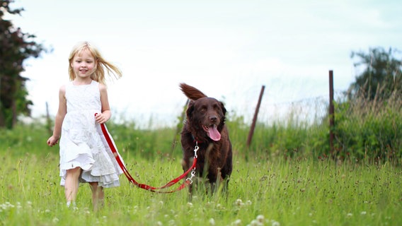 Ein Mädchen geht mit einem Hund auf einer Wiese spazieren © fotolia.com Foto: Tanja
