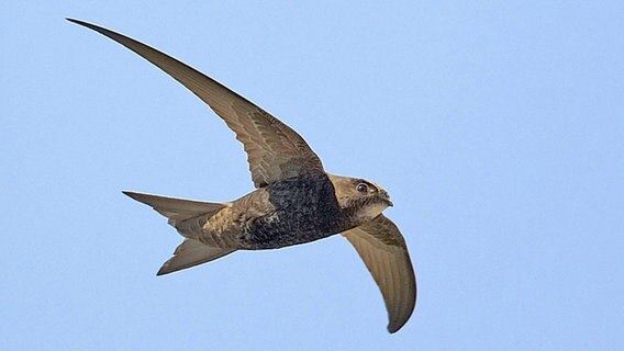 Ein Mauersegler im Flug vor blauem Himmel. © dpa picture alliance Foto: WILDLIFE/M.Varesvuo