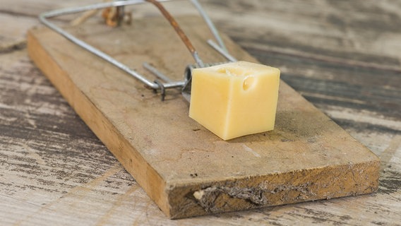 Auf einer Mausefalle aus altem Holz liegt ein Stück Käse. © fotolia.com Foto: Yio