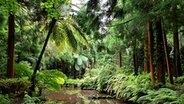 Baumfarne im Sete Fontes Park bei Rosais, Insel Sao Jorge, Azoren. © Bildagentur Huber/Gräfenhain 
