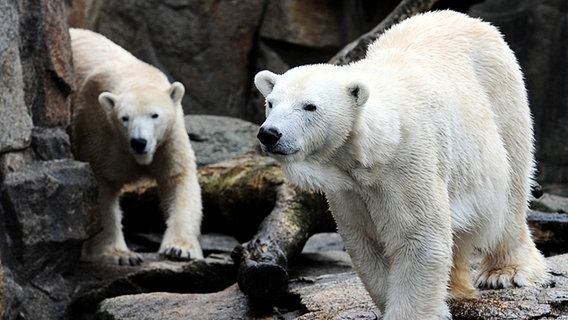 Zwei Eisbären im Zoo © picture alliance / dpa Foto: Britta Pedersen
