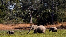 Elefanten-Familie in Sambia © NDR/NDR Naturfilm/Parthenon Ente 
