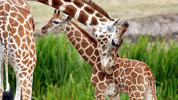 Giraffenkalb mit seiner Mutter. © dpa Foto: Holger Hollemann