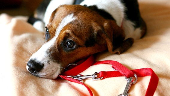 Beagle mit Leine. Ab 1. April müssen Hunde in der Natur angeleint werden. © picture-alliance/dpa Foto: Carsten Rehder
