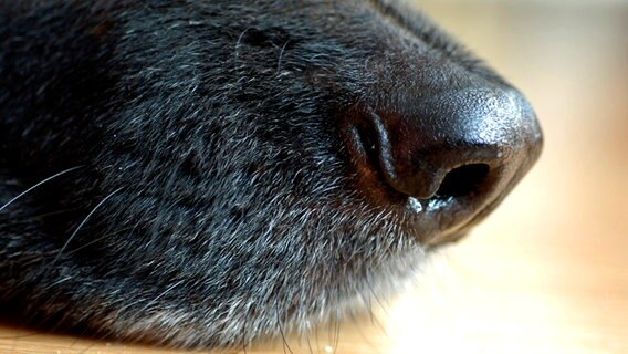 Nahaufnahme einer Hundenase © picture-alliance / Bildagentur-o 