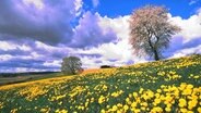 Blumenwiese mit blühendem Löwenzahn. © NDR/Nautilusfilm GmbH 