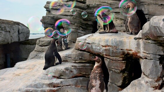 Seifenblasen für die Humboldtpinguine © Radio Bremen 