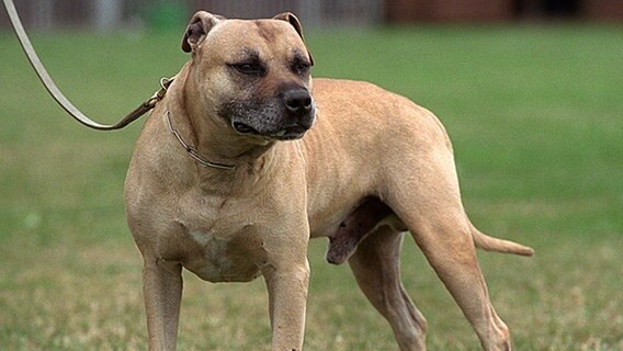 American Staffordshire Terrier © dpa Foto: Bernd Thissen