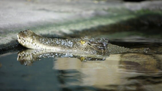 Krokodil © picture-alliance / Godong Foto: Pascal Deloche / GODONG