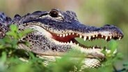 Ein Krokodil mit geöffnetem Maul © picture-alliance / OKAPIA KG, Ge Foto: Joe McDonald/OKAPIA