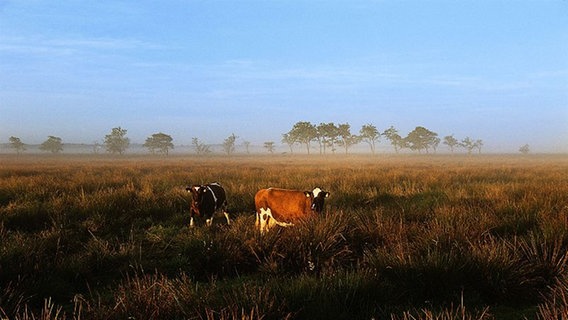 Kühe auf einer Weide © picture-alliance / HB-Verlag Foto: K.-H. Raach