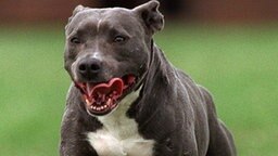 Ein Pitbull Terrier Ein Pitbull Terrier © picture alliance/dpa Foto: Bernd Thissen