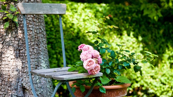Rosen auf einem Gartenstuhl © Kirche im NDR Foto: Christine Raczka