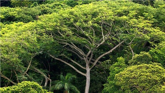 Regenwald im brasilianischen Bundesstaat Sao Paulo © picture-alliance/dpa 