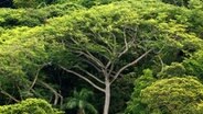 Blick auf einen riesigen Baum mitten im Regenwald © picture-alliance/dpa 