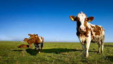 Rinder auf einer Weide © dpa 