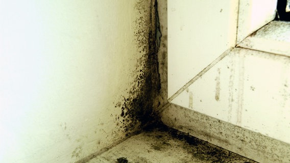 Schimmel an einem Fensterrahmen © picture-alliance / OKAPIA KG, Ge Foto: Karl Thomas
