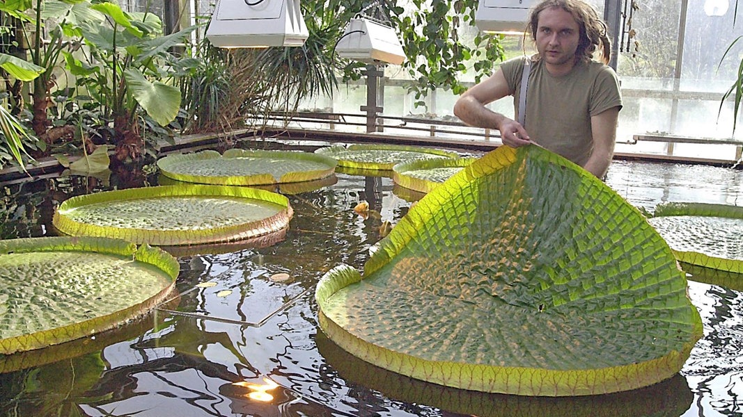 Botanischer Garten der Uni Kiel zeigt Grün aus aller Welt NDR.de