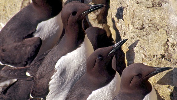 In den Klippen Gotlands brüten Tausende Trottellummen - die Vögel werden auch die Pinguine des Nordens genannt. © © NDR/NDR Naturfilm 2007 