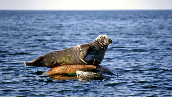 Eine Kegelrobbe beim Sonnenbad - nur 15.000 der Meeressäuger leben noch in der Ostsee. © © NDR/NDR Naturfilm 2007 