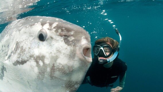 Meeresbiologin Tierney Thys taucht mit Mondfisch © © NDR/NDR Naturfilm/Mike Johnson 