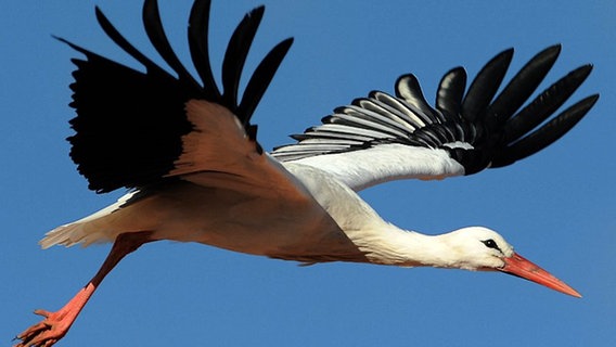 Fliegender Storch © dpa Foto: A3576 Maurizio Gambarini