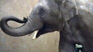Für den Jungbullen Thai heißt es Abschied nehmen. Er zieht in einen anderen Tierpark. © NDR 