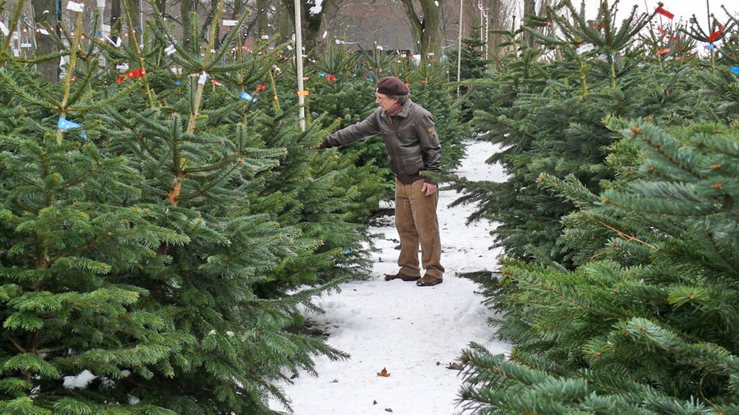 Tannenbaum Mit Langen Nadeln 2025 Lucky Brandie