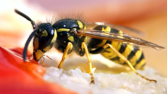 Eine Wespe nascht Erdbeerkonfitüre von einem Brötchen. © picture-alliance / ZB 