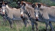 Mehrere Zebras stehen in der Wildnis. © picture-alliance/Photoshot 
