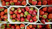 Schachteln gefüllt mit Erdbeeren. © Quelle Foto: Martin Förster