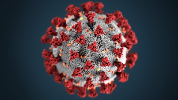 Das Coronavirus © CDC on Unsplash Foto: CDC on Unsplash