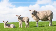 Schafe stehen auf einem Deich © istock Foto: istock
