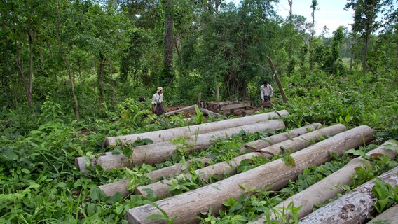 Illegal abgeholztes Teakholz in Myanmar (Aufnahmedatum 25.06.2016) © picture alliance / ASSOCIATED PRESS | Gemunu Amarasinghe Foto: Gemunu Amarasinghe
