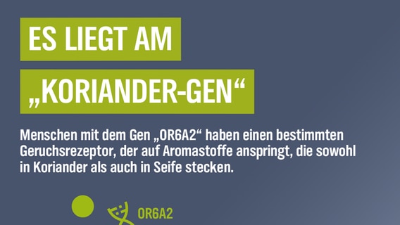 Das Koriander-Phänomen erklärt. © JAY MID / photocase.de Foto: JAY MID / photocase.de