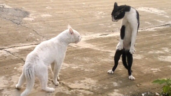 Eine Katze steht aufrecht auf ihren Hinterläufen, wie Altkampfmeister Buce Lee ( Screenshot). © NDR Foto: Screenshot