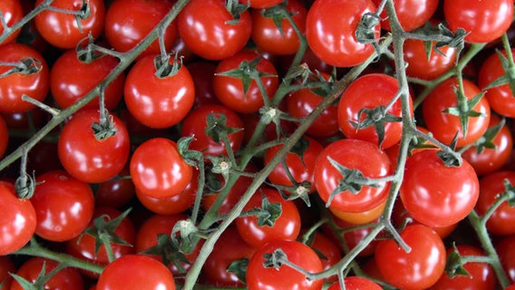 Ein Strauch Tomaten. © picture alliance / Winfried Rothermel Foto: Winfried Rothermel