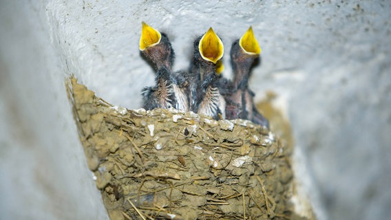 Drei Jungvögel im Nest mit geöffnetem Schnabel. © Imago 