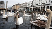 Schwäne schwimmen in einer Schleuse der Alster. © picture alliance/dpa | Daniel Bockwoldt Foto: picture alliance/dpa | Daniel Bockwoldt