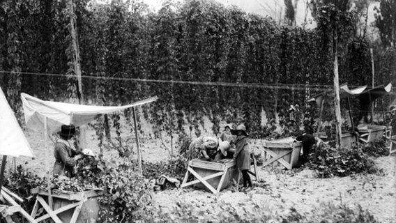 Arbeit auf einem von den deutschen Siedlern angelegten Hopfenfeld bei Upper Moutere. © Alexander Turnbull Library, Wellington, New Zealand Foto: unbekannt