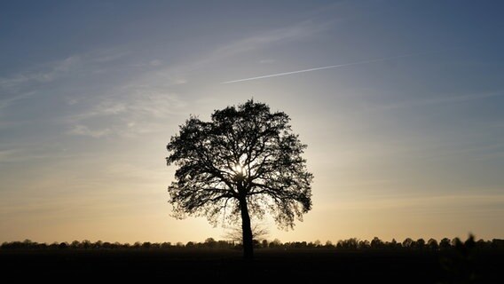 Die Sonne geht hinter einem Baum im Vier- und Marschlande in Hamburg unter. © picture alliance / dpa Foto: Marcus Brandt